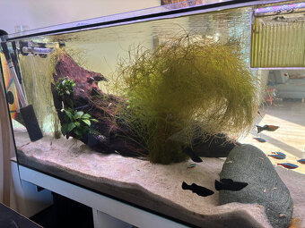 Black Molly, Ancistrus Gold - 2