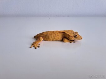 pagekon řasnatý - 2