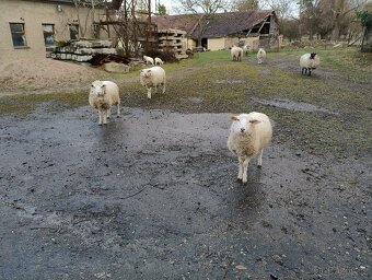 Prodám jehňata - 2