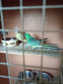 Papoušky spevavi - 2