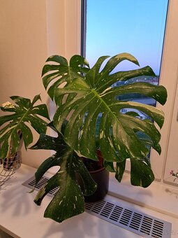 Monstera Thai Constellation - 2