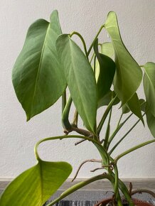 Mladá monstera - 2