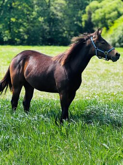 Quarter horse - 2