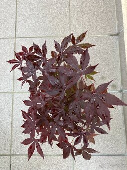 Bonsai, Bonsaj, japonský javor, skalky - 2