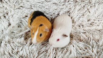 Morče, Morčátko, Morčátka, Morčata - VILÍK A TOMÍK - 2