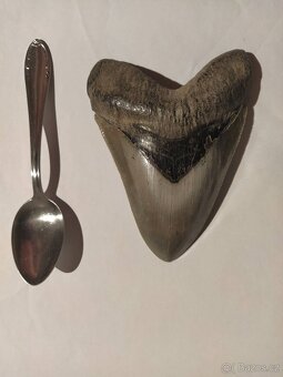 Megalodon - žraločí zub - 2