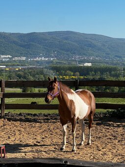 American Paint horse valach - 2