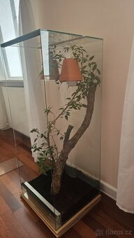 Prodám terárium 100 x 40 cm s osvětlením + pagekon řasnatý ( - 2