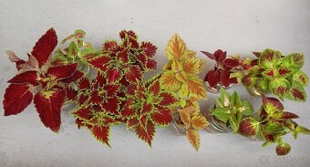 Coleus - africká barevná okrasná kopřiva - 2