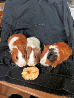 Prodáme morčata - 2