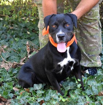 ADRIANA K ADOPCI - přátelská, umazlená, vděčná - 2