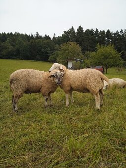 Letošní berani nejlépe na chov - 2