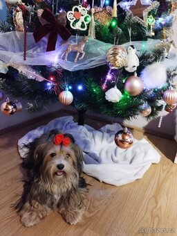 Havanský psík s PP v FCI - 2