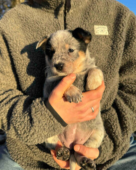 Australský honácký pes s PP - 2