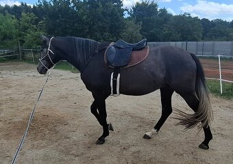 Prodám líbivého valacha - 2