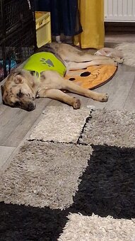 Daruji štěně 6 měsíců - 2