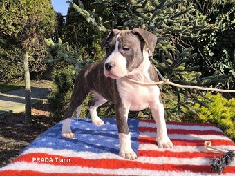 AMERICKÝ STAFORDŠÍRSKY TERIÉR s PP - 2