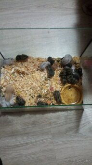 Dzungarsky křeček - 2