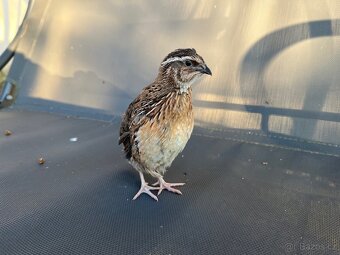 Křepelka japonská kohoutci - 2