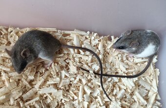 krysa akáciová - 2