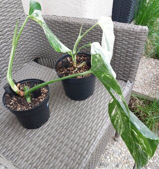 Monstera albo variegata - 2