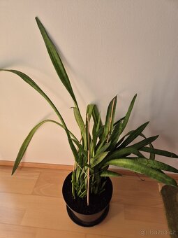 Tchynin jazyk sansevieria 2kusy - 2