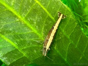 Krevetky Neocaridina - 2