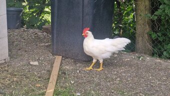 Chovný kohout Leghorn - 2