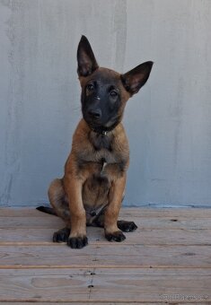 Štěňata Belgický ovčák malinois s PP - 2