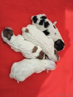 Coton de Tulear s PP - 2
