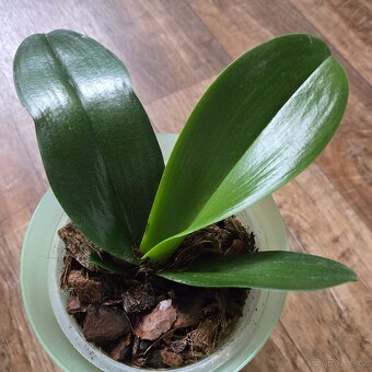 Phalaenopsis, zakořeněná odnož - 2