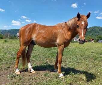 Dvouletý valach pony - 2