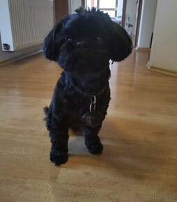 Nabízím pejska ShihTzu ke krytí - 2