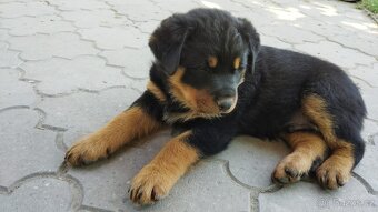 Štěňata Rotwailer - 2