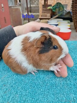 Morčátka na mazlíčka - 2