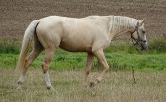 Prodám 3-letou klisnu Kůň Kinský, - 2