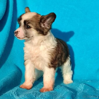 Čínský chocholatý pes labutěnka s pp - 2