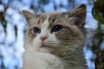 Povahově jedinečný kocourek Ragdoll s PP - 2