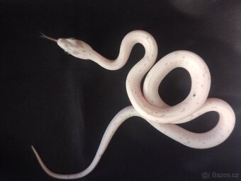 Užovka červená palmetto - 2