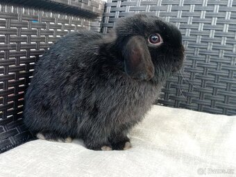 Volný Sameček - Anglický Zakrslý Beránek MiniLop🍑🧡 - 2