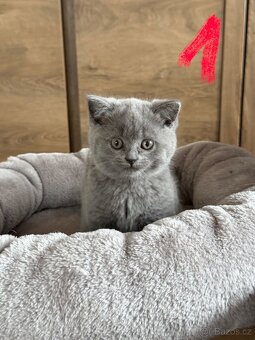 Britská koťata - 2