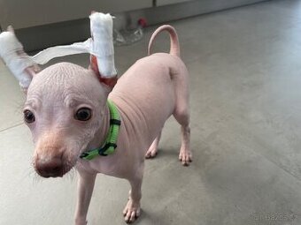 Peruánsky naháč malý - Anthoni - 2