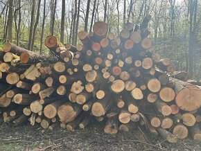 Prodám 31 m3 dřeva ve 4-metrových kládách - 2