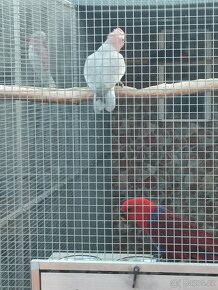 Kakadu růžový - 2