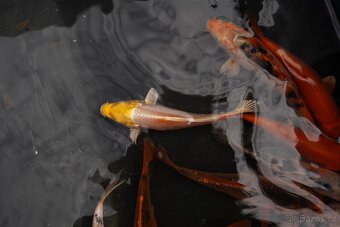 Koi Kapr - 2