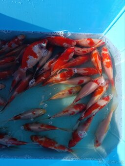Karas Shubunkin 15 cm - 2