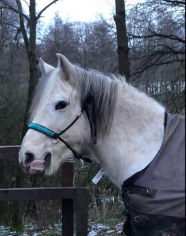 Pony - 2