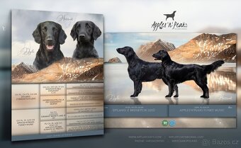 Flat Coated Retriever - pejsci s PP - 2