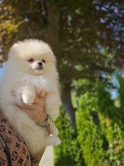 Pomeranian - 2