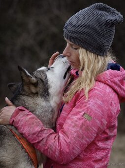 Kříženka husky x malamut - 2